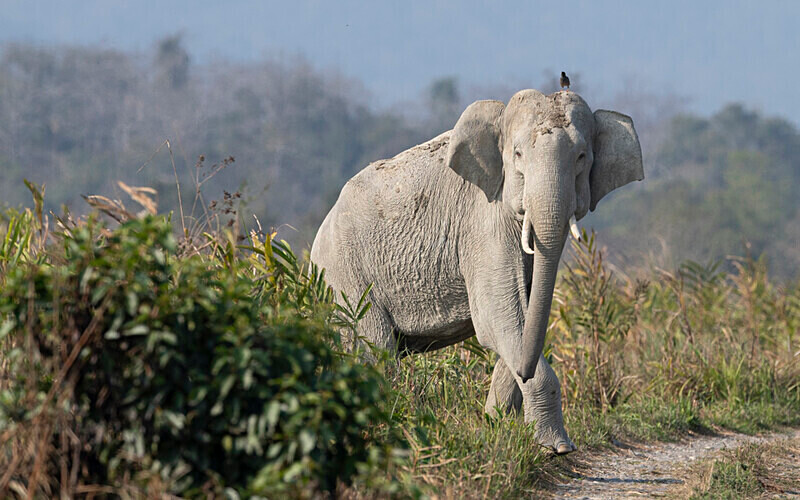 Elephants crossing - Manas National Park North East India 2025