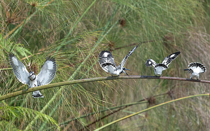 Pied kingfishers - Loango national park (Gabon 2024)