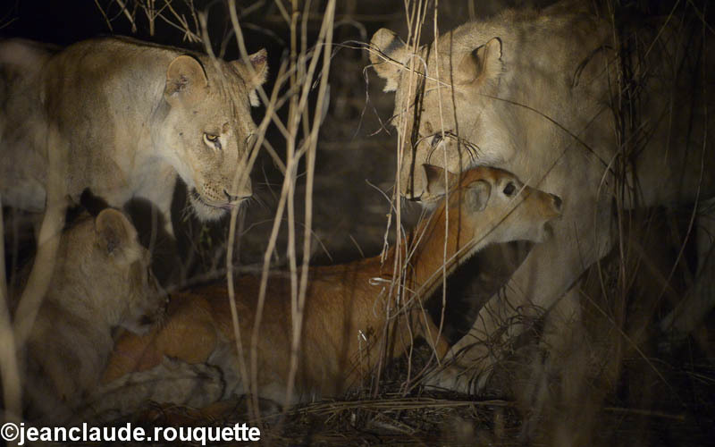 The kill - South Luangwa 2014 (Zambia)