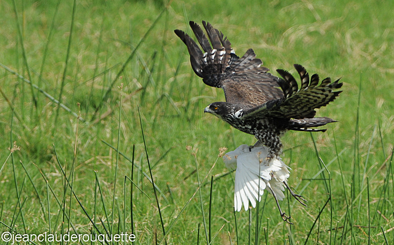 African Hawk Eagle - Queen Elisabeth N.P. Uganda 2012