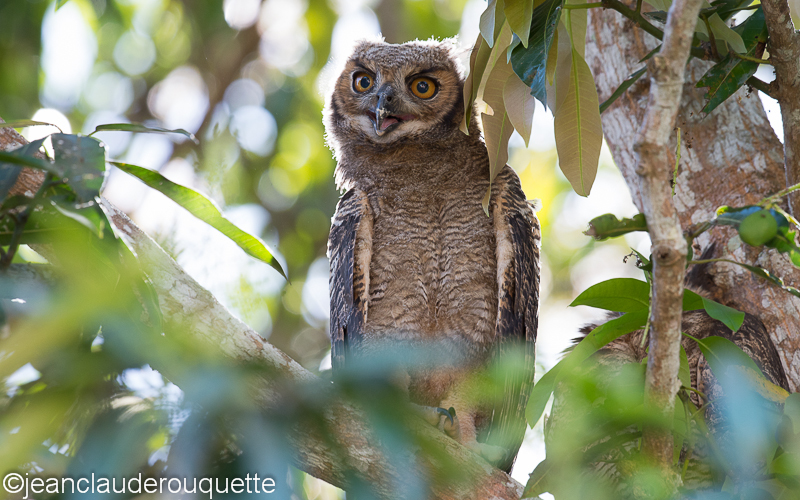 Great horned  owl - Pantanal Brazil 2015
