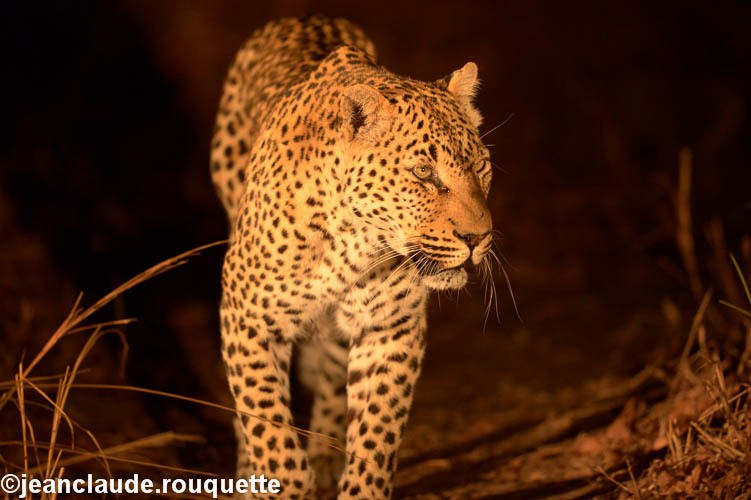 Night game drive - South Luangwa N.P. Zambia 2013