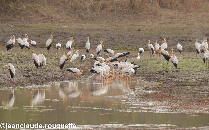 Yellow-billed storks - South Luangwa N.P. Zambia 2013