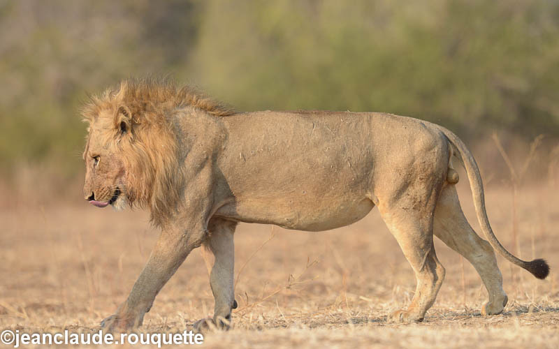  - South Luangwa 2014 (Zambia)