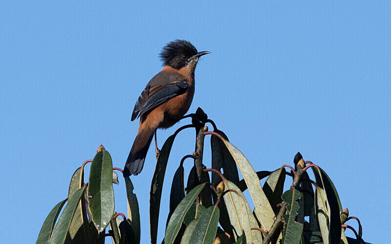 Rufous Sibia - Singalila National Park February 2025 North East India