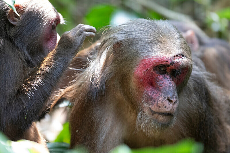 Male stump-tailed Macaque - Hollongapar wildlife sanctuary North East India 2025