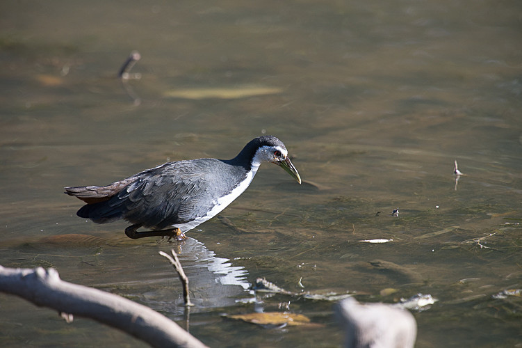 White-breasted Waterhern - Ranthambhore 2017