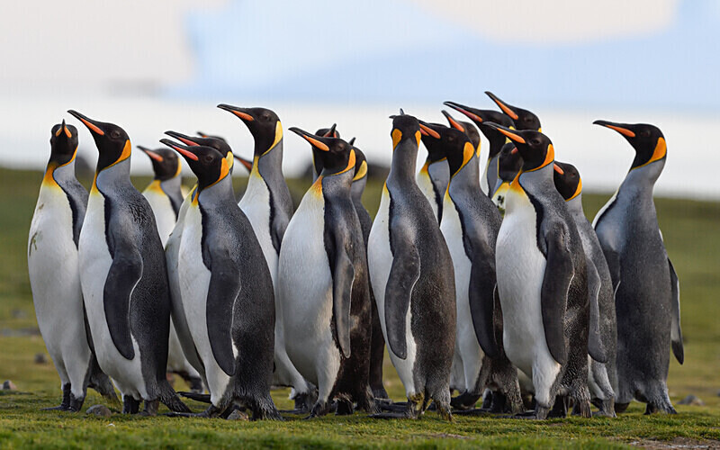  - Ushuaïa Malvinas South Georgia Antartica Peninsula