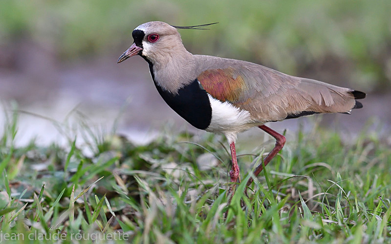 Southern Lapwing - Pantanal 2018 Porto Jofré