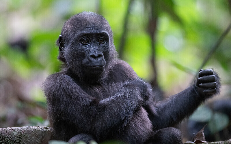 Baby gorilla three years old - Loango national park (Gabon 2024)