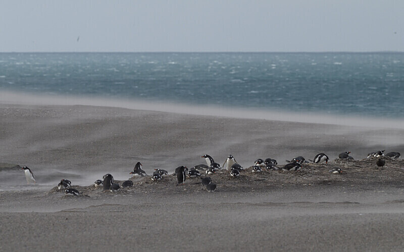 Saunders Island Falklands - Ushuaïa Malvinas South Georgia Antartica Peninsula