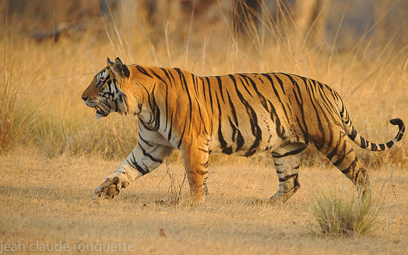 Mouna - Kanha and Corbet national parks (India 2011)