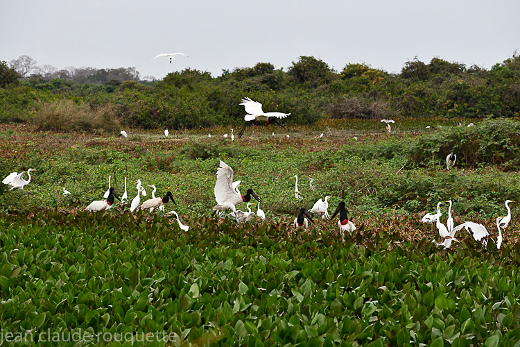 Landscape on the transpantaneira - Pantanal 2018 Porto Jofré