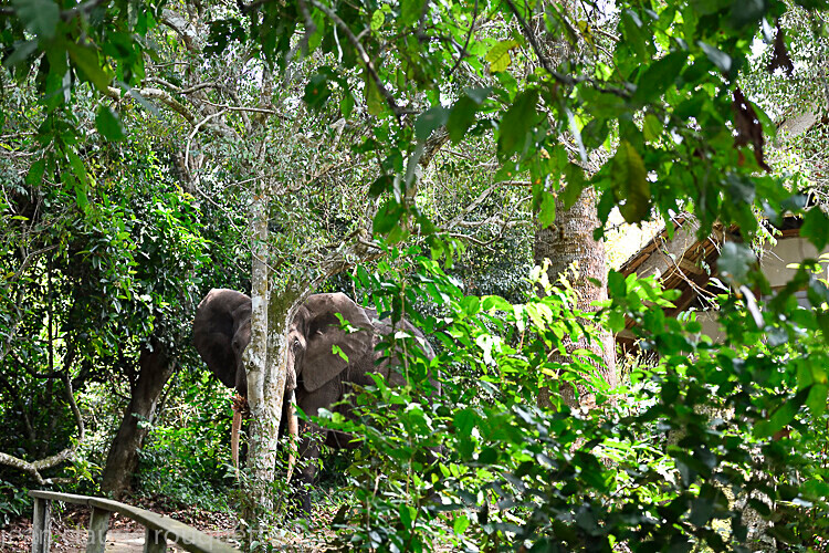 Elephant at the lodge (Mboko camp) - Odzala National Park (République du Congo (2019)