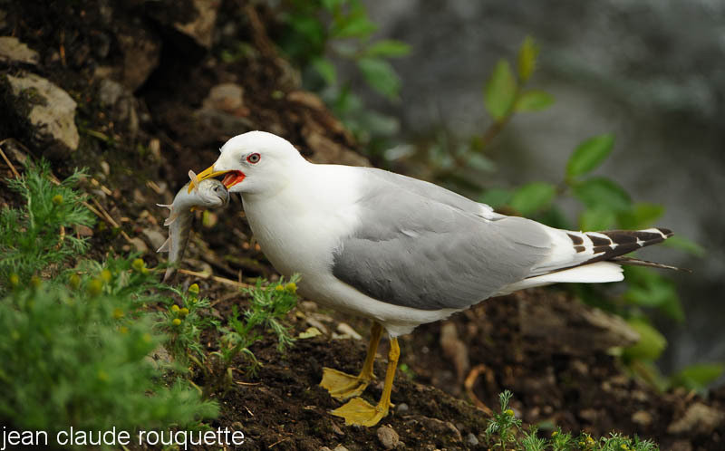 Common Gull. - Katmaï National Park ( Alaska 2010)