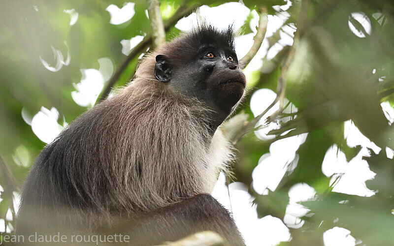 Grey-cheecked Mangabey - Odzala National Park (République du Congo (2019)