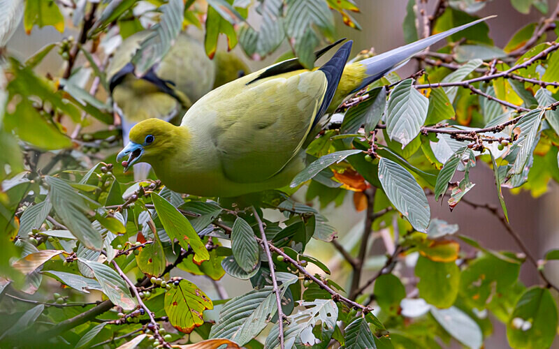Paintail green Pigeon - Latpanchar