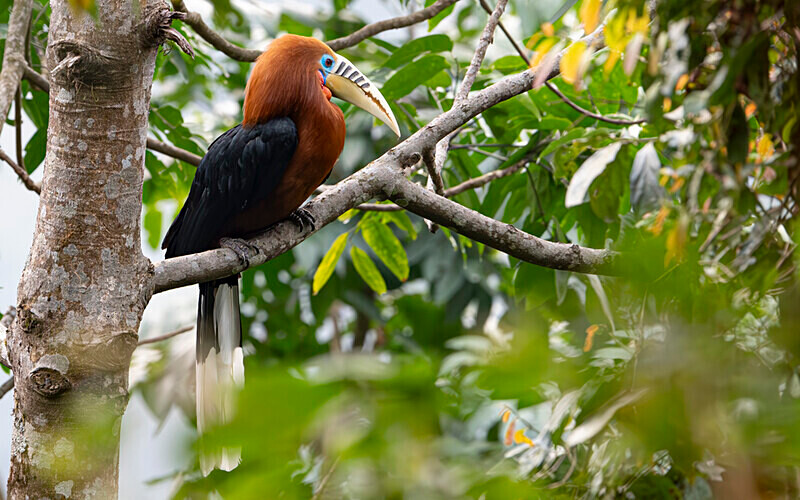 Male Rufous-necked Hornbill - Latpanchar