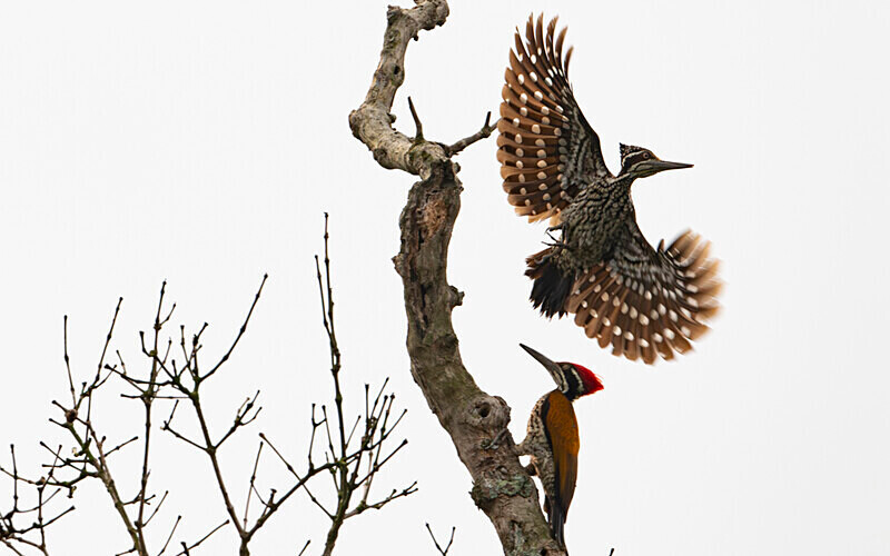 Greater Goldenback - Sundarban National Park North East India February 2025