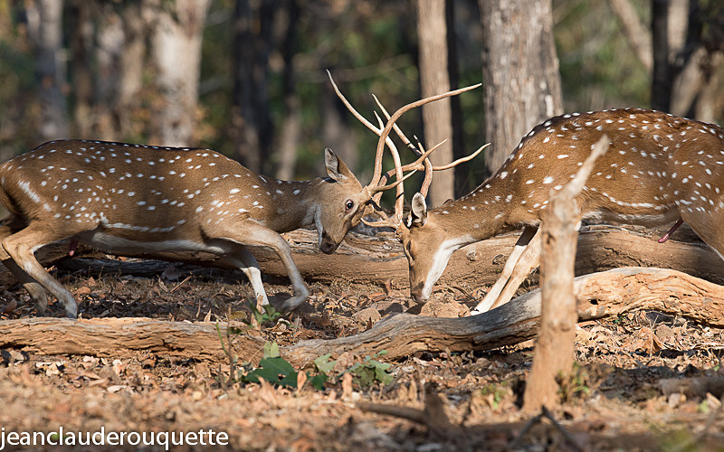 Two young male chitals - Pench national park (India 2016)