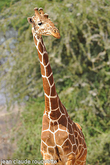 Reticulated giraffe. - Samburu national park (Kenya 2009)