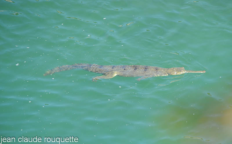 Gavial. - Kanha and Corbet national parks (India 2011)