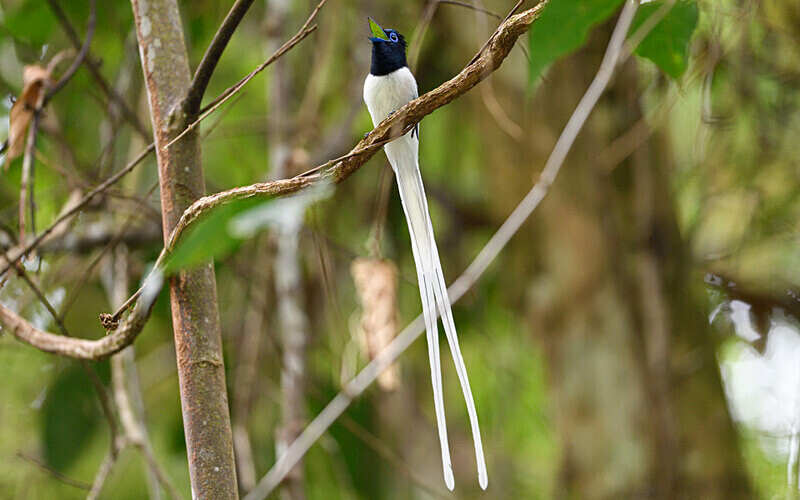 Deramakot wildlife reserve - Sabah avril 2024 Borneo Malaisie
