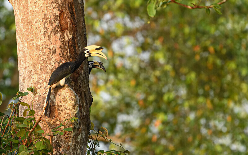 Oriental Pied Hornbill - Sabah avril 2024 Borneo Malaisie