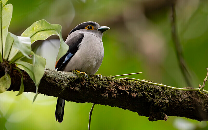 Silver-breasted Broadbill - Manas National Park North East India 2025