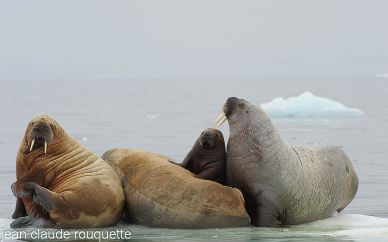 Heavy family for a small iceberg. - Svalbard et Norvège 2011