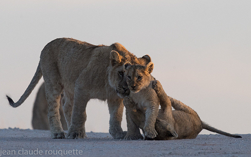  - Kgalagadi transfrontier park (2017)