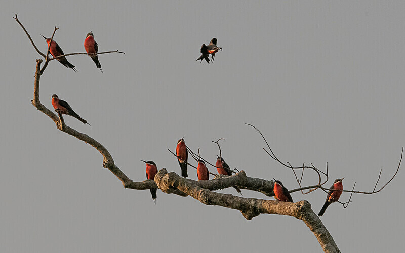 Rosy bee-eaters - Loango national park (Gabon 2024)