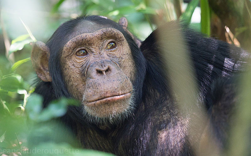 Kibale - Uganda 2016