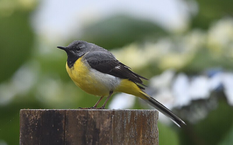 Bergeronnette des ruisseaux (yellow wagtail) - Açores 2020