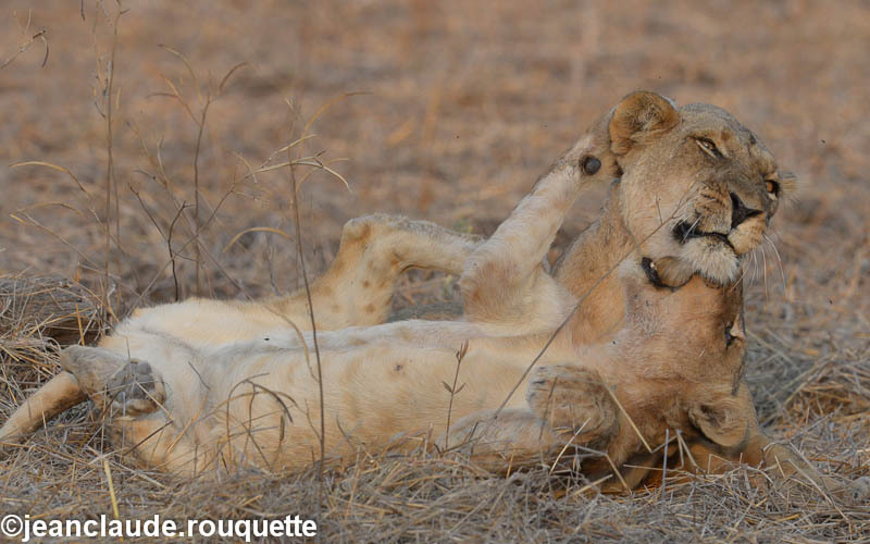 Mother and cub playing - South Luangwa 2014 (Zambia)