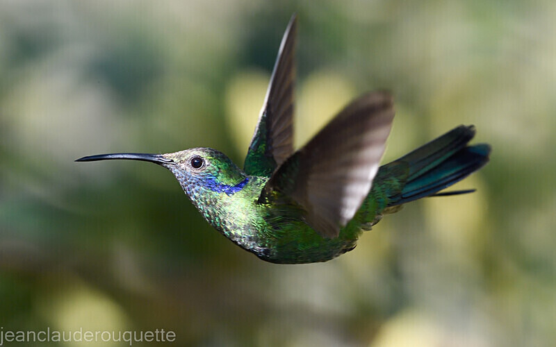 Sparkling violetear - Huembo lodge  2022 Colibris du Pérou