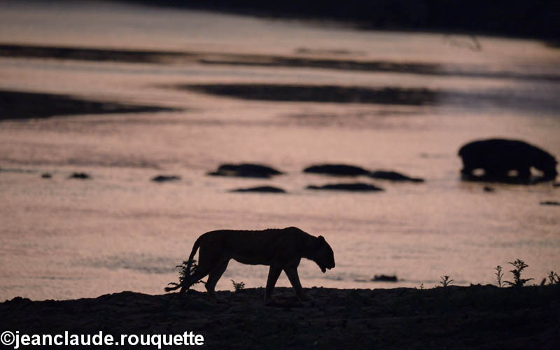 The Luangwa river - South Luangwa 2014 (Zambia)