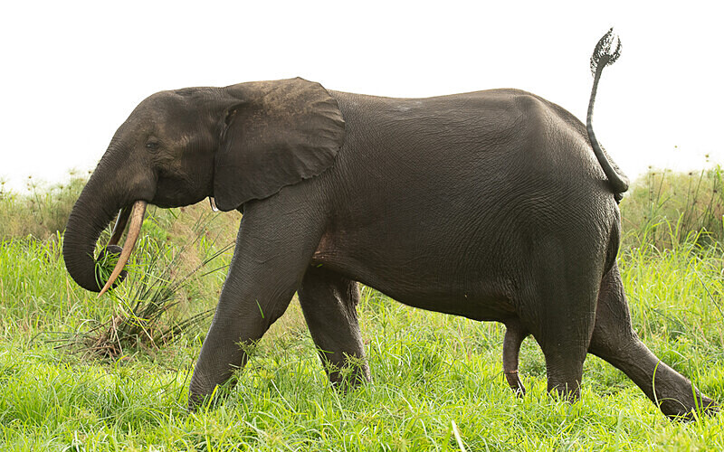  - Loango national park (Gabon 2024)