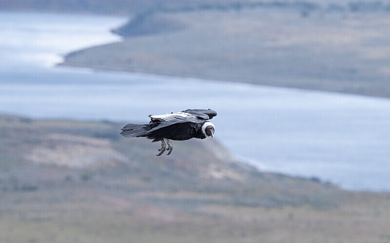 Andean Condor and Magellan Channel - Patagonie Chilienne: Magellan Channel and Torres del Paine N.P.