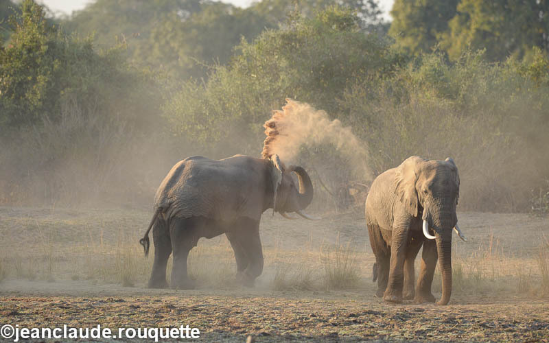  - South Luangwa 2014 (Zambia)
