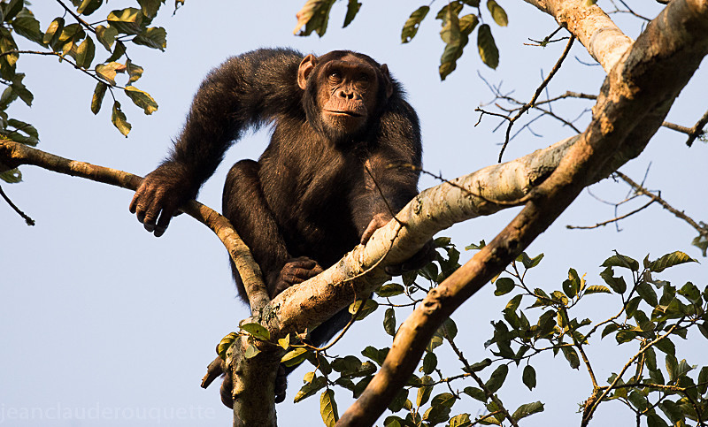 Kibale - Uganda 2016