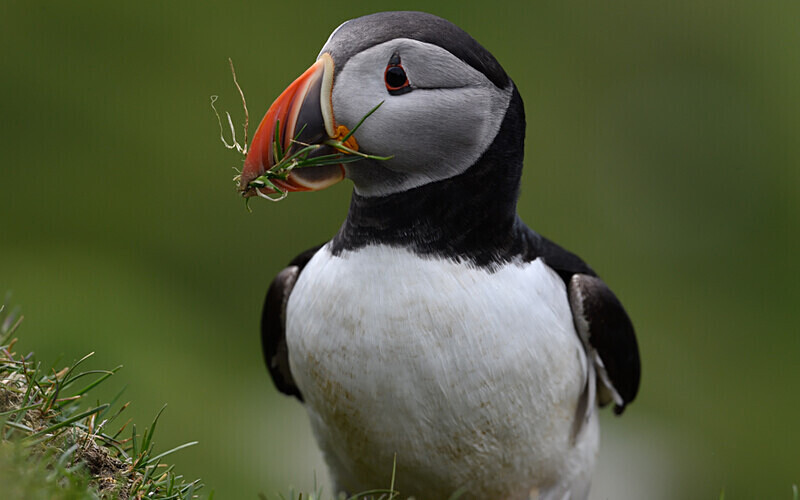 Hermaness - Shetlands and Cairngorn national park (Scotland)
