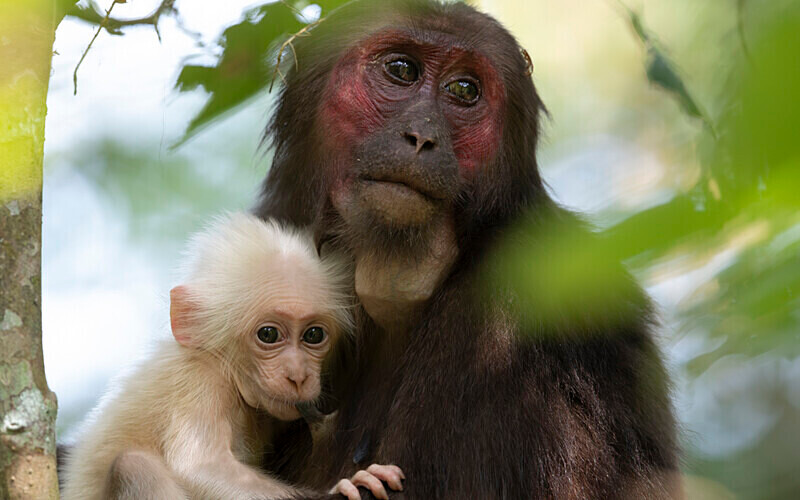 Mother and baby stump-tailed Macaques - Hollongapar wildlife sanctuary North East India 2025