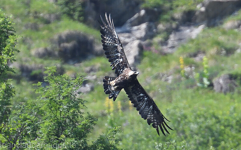 Aigle royal - Alpes 2021-2022 Gypaètes et Cerfs