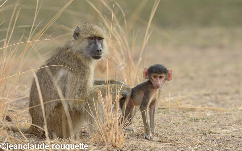 Mamma with her boisterous cub! - South Luangwa N.P. Zambia 2013