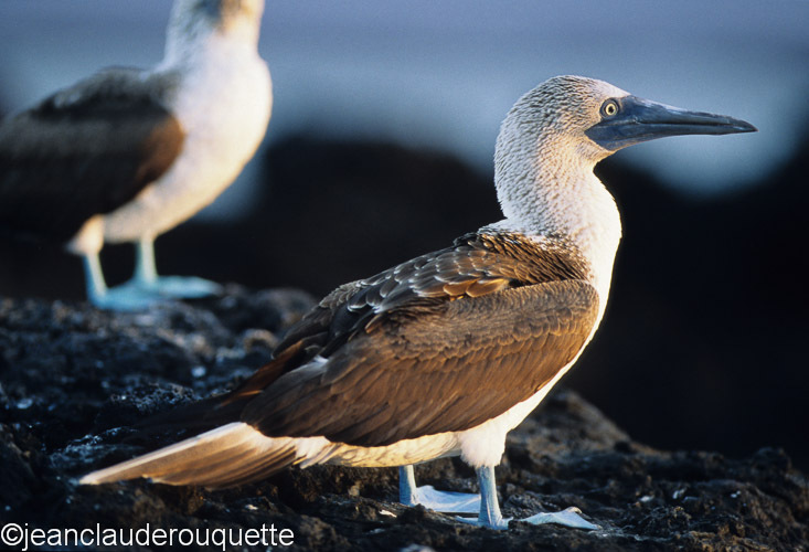 Blue-footed Booby (Isabela) - The Galapagos islands, Ecuador 2008