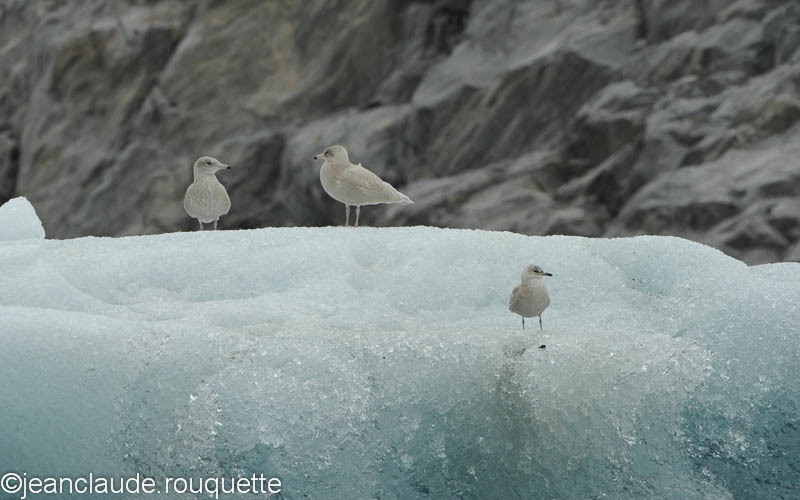 Glaucous Gull - West Coast of Greenland 2012