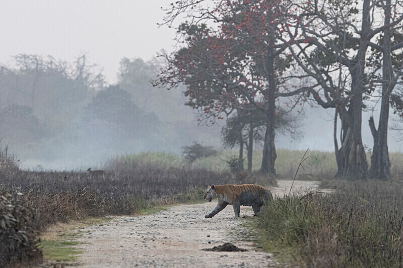 Golden Tiger - Kaziranga National Park Noth East India 2025