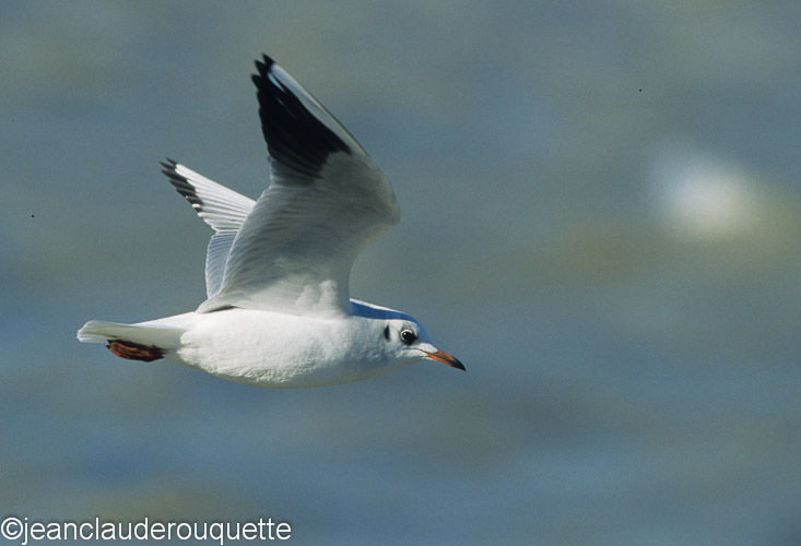 Mouette rieuse - Méditerranée/ Mediterranean