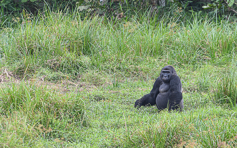 Silver back - Ivindo national park (Gabon 2024)